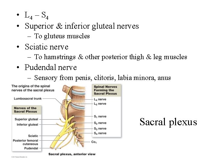  • L 4 – S 4 • Superior & inferior gluteal nerves –