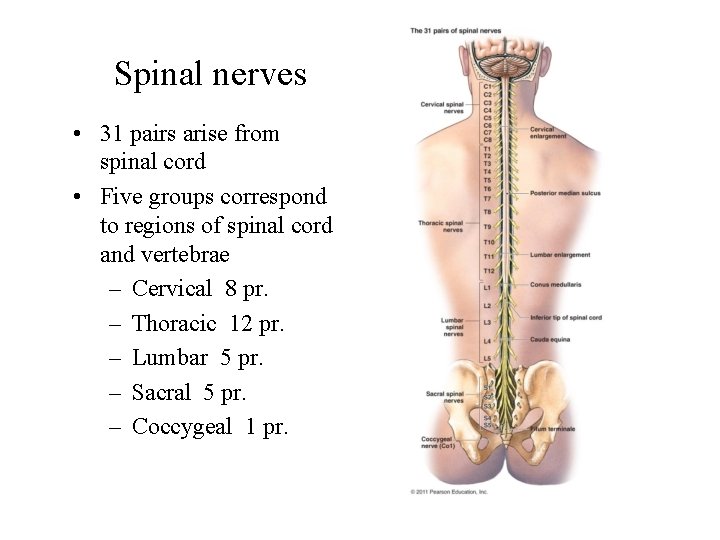 Spinal nerves • 31 pairs arise from spinal cord • Five groups correspond to