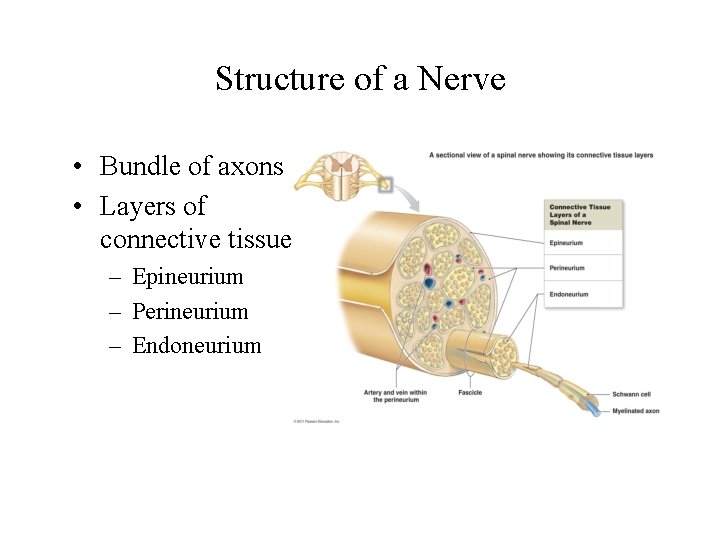 Structure of a Nerve • Bundle of axons • Layers of connective tissue –