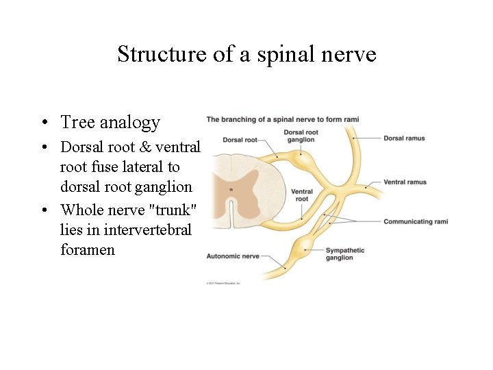 Structure of a spinal nerve • Tree analogy • Dorsal root & ventral root