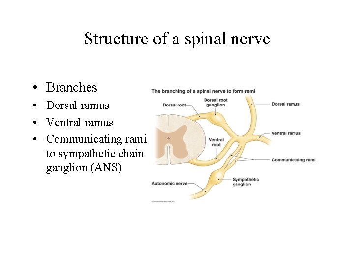 Structure of a spinal nerve • Branches • Dorsal ramus • Ventral ramus •