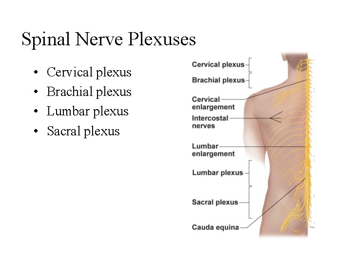 Spinal Nerve Plexuses • • Cervical plexus Brachial plexus Lumbar plexus Sacral plexus 