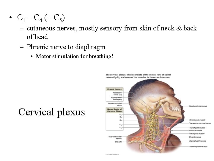  • C 1 – C 4 (+ C 5) – cutaneous nerves, mostly