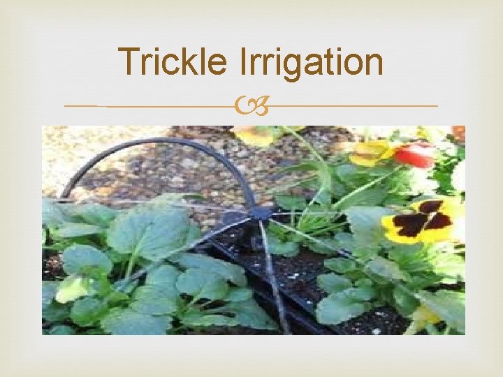 Trickle Irrigation 
