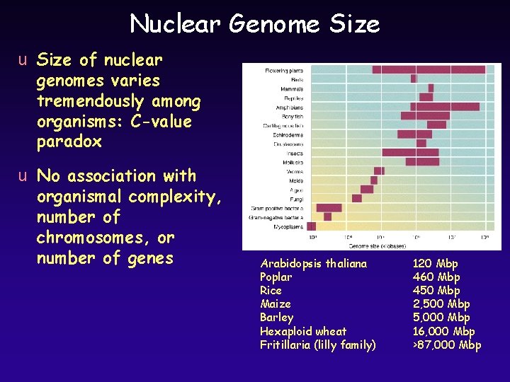 Nuclear Genome Size u Size of nuclear genomes varies tremendously among organisms: C-value paradox