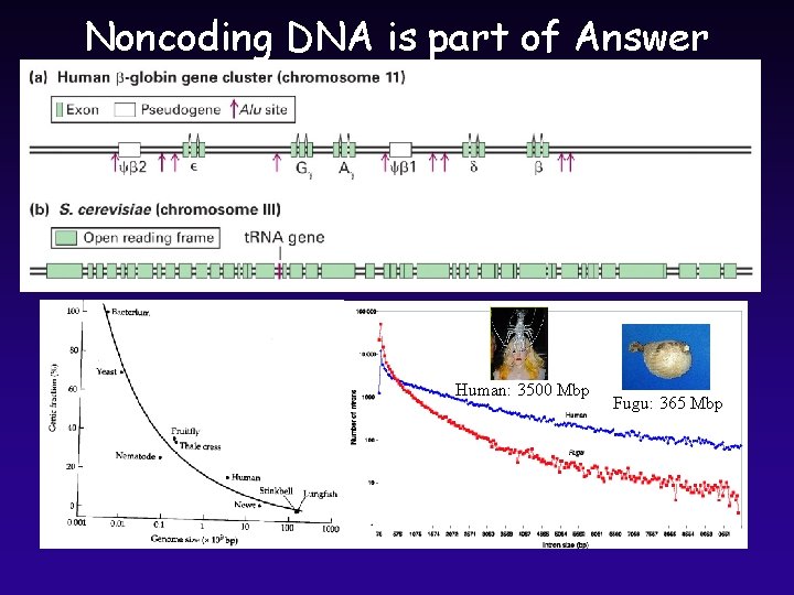 Noncoding DNA is part of Answer Human: 3500 Mbp Fugu: 365 Mbp 