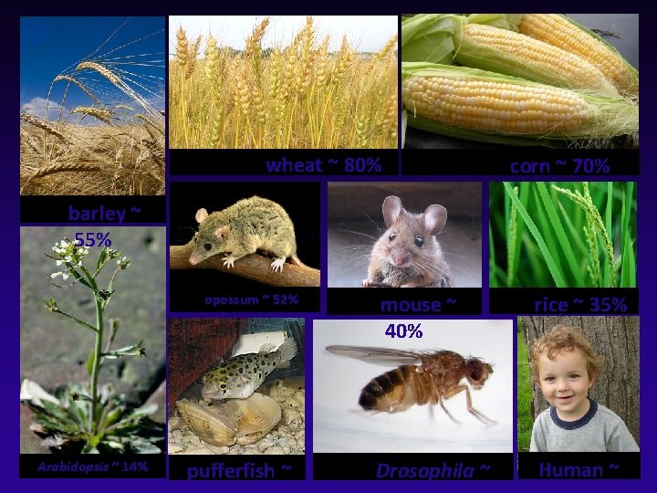 wheat ~ 80% corn ~ 70% barley ~ 55% opossum ~ 52% Arabidopsis ~