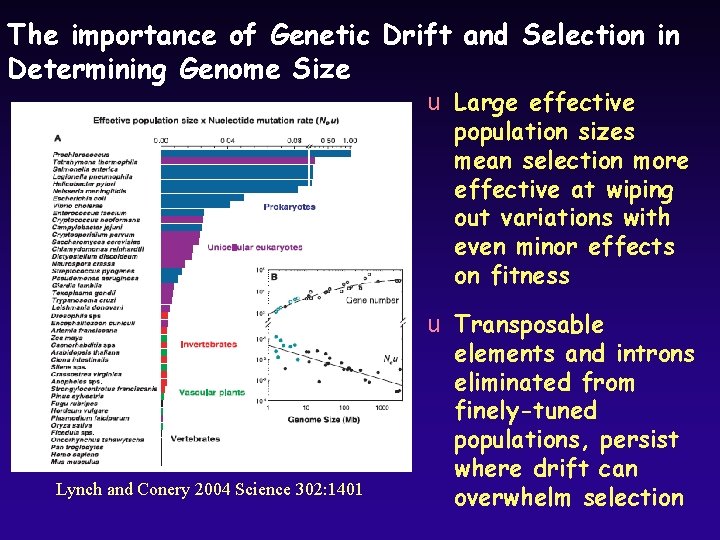 The importance of Genetic Drift and Selection in Determining Genome Size u Large effective