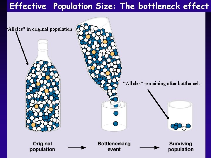 Effective Population Size: The bottleneck effect “Alleles” in original population “Alleles” remaining after bottleneck