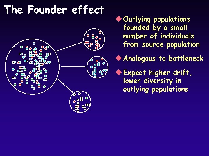 The Founder effect u Outlying populations founded by a small number of individuals from