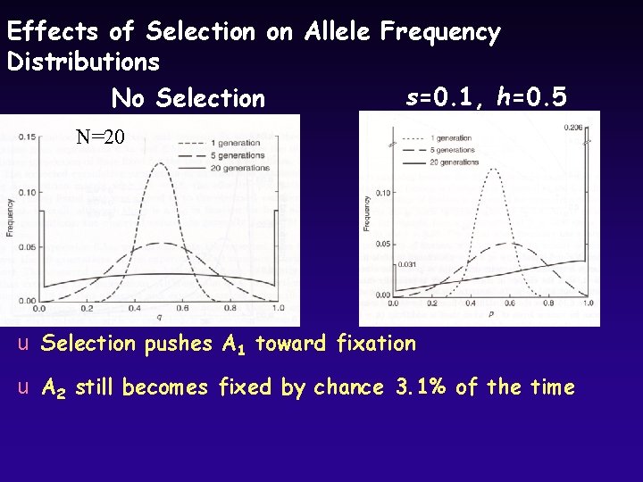 Effects of Selection on Allele Frequency Distributions s=0. 1, h=0. 5 No Selection N=20