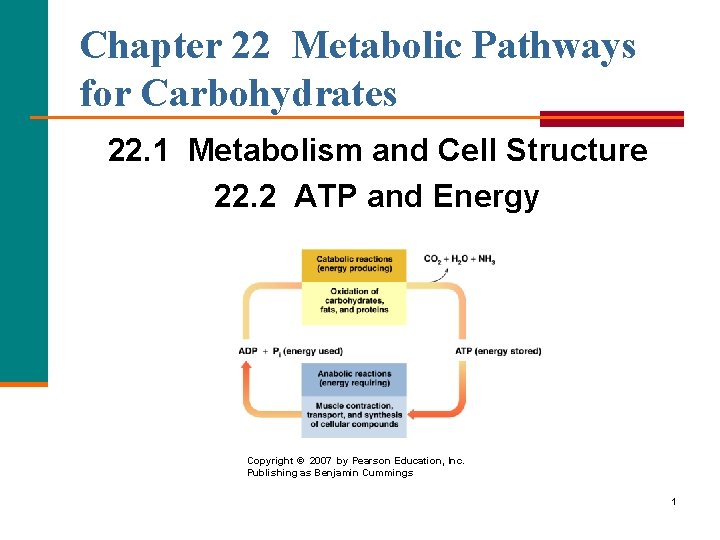 Chapter 22 Metabolic Pathways for Carbohydrates 22. 1 Metabolism and Cell Structure 22. 2