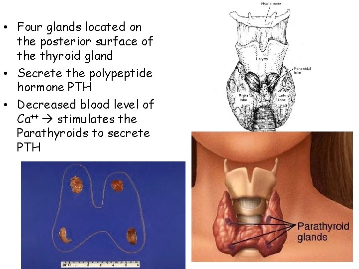  • Four glands located on the posterior surface of the thyroid gland •