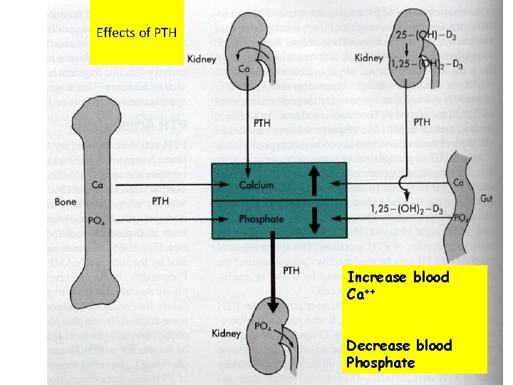 Effects of PTH Increase blood Ca++ Decrease blood Phosphate 