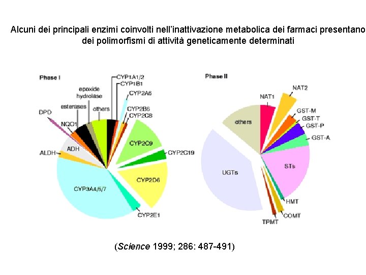 Alcuni dei principali enzimi coinvolti nell’inattivazione metabolica dei farmaci presentano dei polimorfismi di attività