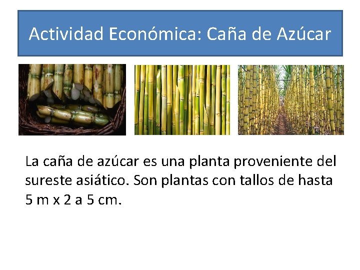 Actividad Económica: Caña de Azúcar La caña de azúcar es una planta proveniente del