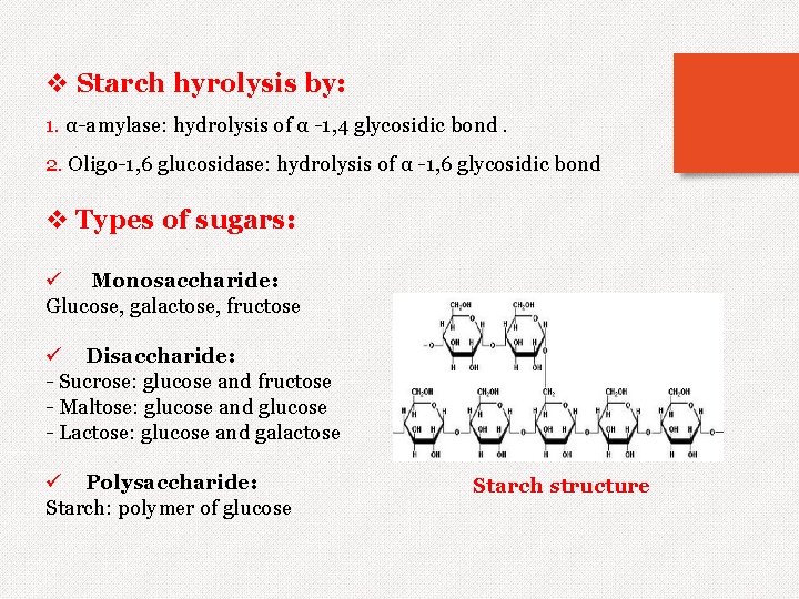 v Starch hyrolysis by: 1. α-amylase: hydrolysis of α -1, 4 glycosidic bond. 2.