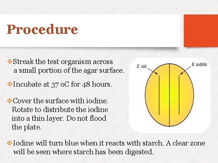 Procedure v. Streak the test organism across a small portion of the agar surface.