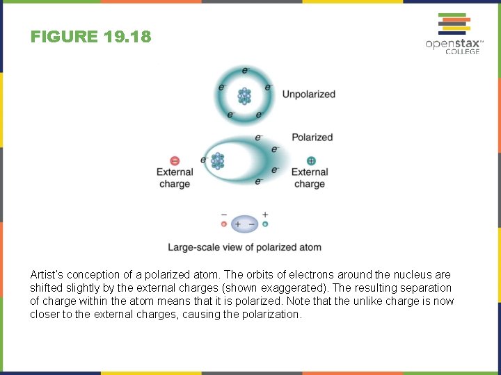 FIGURE 19. 18 Artist’s conception of a polarized atom. The orbits of electrons around