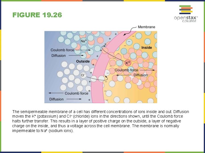 FIGURE 19. 26 The semipermeable membrane of a cell has different concentrations of ions