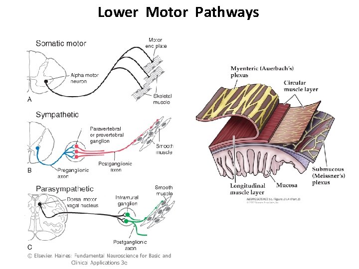 The Autonomic Nervous System S J Potashner sjp