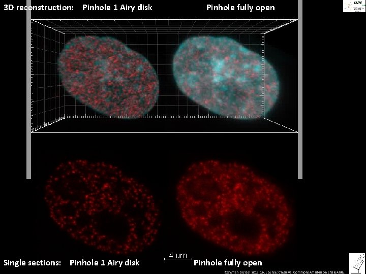 3 D reconstruction: Pinhole 1 Airy disk Pinhole fully open Neues confocal Bild? •