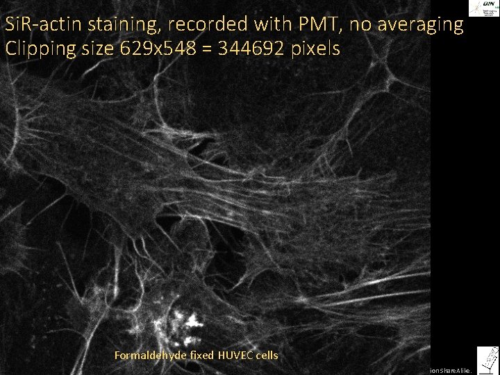 Si. R-actin staining, recorded with PMT, no averaging Clipping size 629 x 548 =