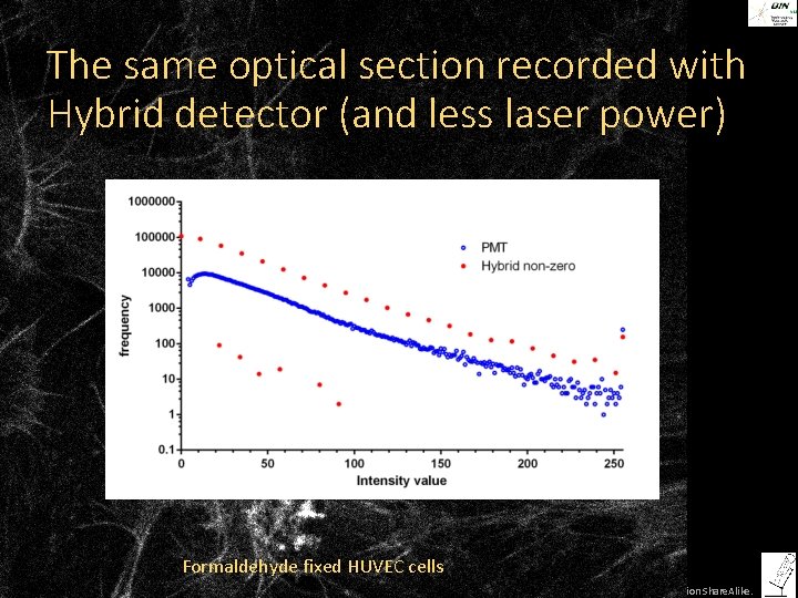 The same optical section recorded with Hybrid detector (and less laser power) Formaldehyde fixed