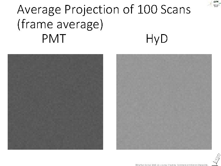 Average Projection of 100 Scans (frame average) PMT Hy. D ©Steffen Dietzel 2015 -16.