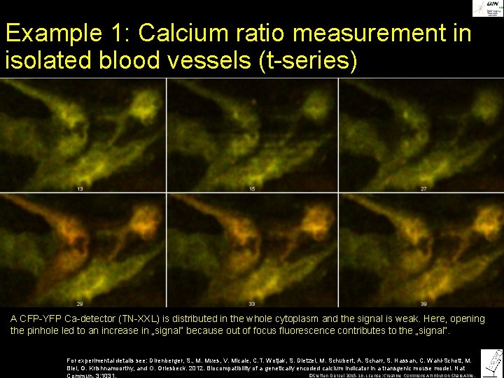 Example 1: Calcium ratio measurement in isolated blood vessels (t-series) A CFP-YFP Ca-detector (TN-XXL)