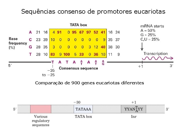 Sequências consenso de promotores eucariotas Comparação de 900 genes eucariotas diferentes 