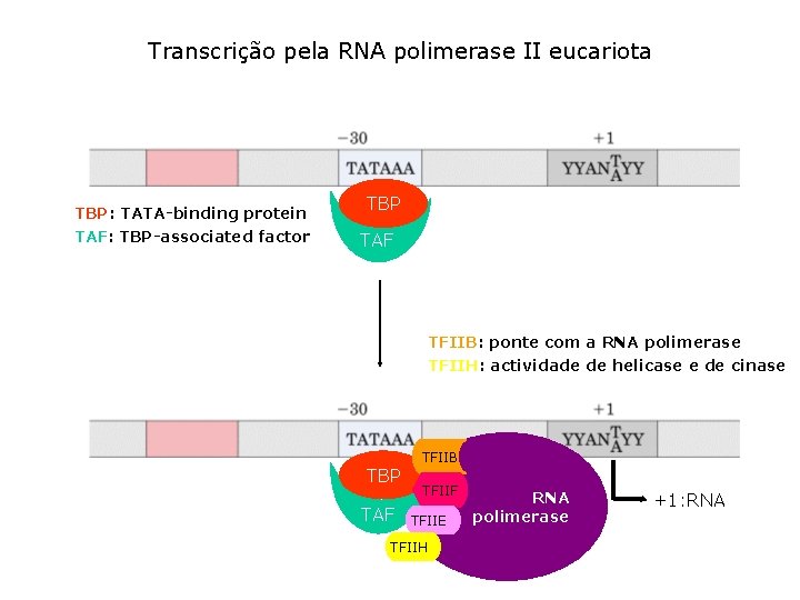 Transcrição pela RNA polimerase II eucariota TBP: TATA-binding protein TAF: TBP-associated factor TBP TAF