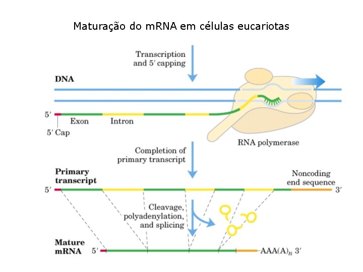 Maturação do m. RNA em células eucariotas 