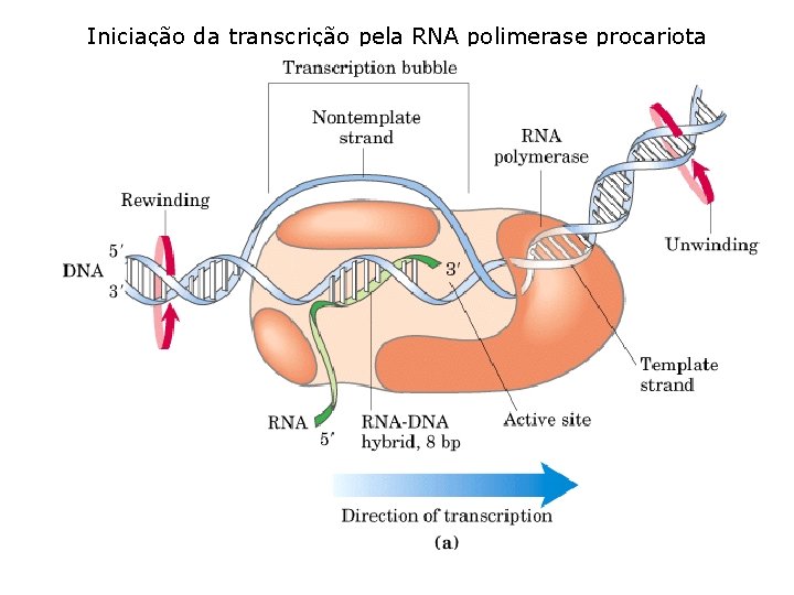 Iniciação da transcrição pela RNA polimerase procariota 