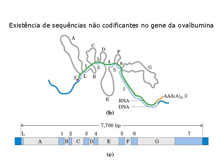 Existência de sequências não codificantes no gene da ovalbumina 