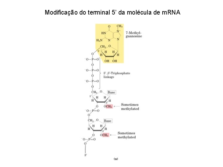 Modificação do terminal 5’ da molécula de m. RNA 