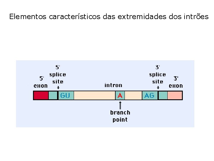 Elementos característicos das extremidades dos intrões 