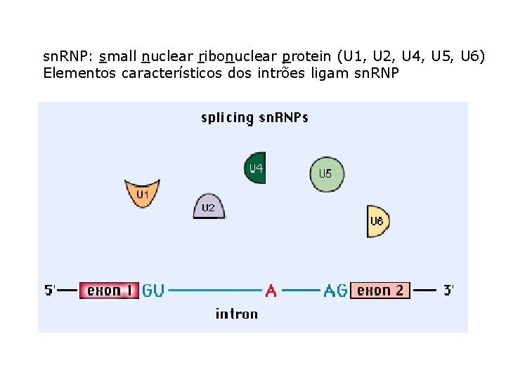 sn. RNP: small nuclear ribonuclear protein (U 1, U 2, U 4, U 5,