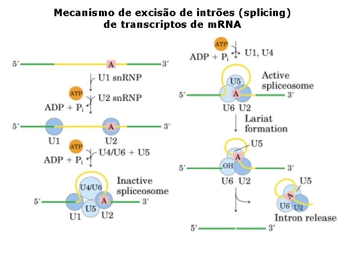 Mecanismo de excisão de intrões (splicing) de transcriptos de m. RNA 