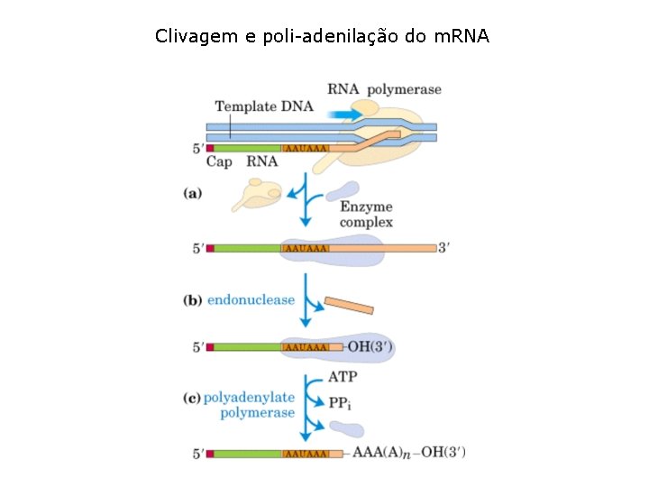 Clivagem e poli-adenilação do m. RNA 