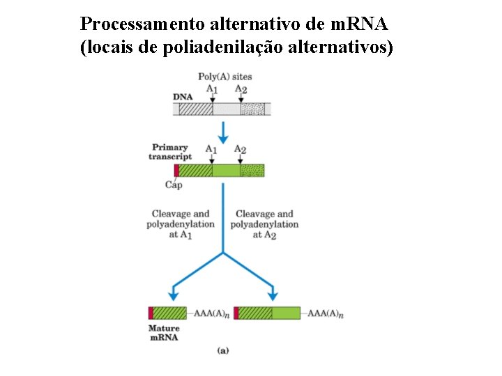 Processamento alternativo de m. RNA (locais de poliadenilação alternativos) 