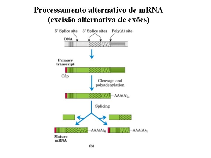 Processamento alternativo de m. RNA (excisão alternativa de exões) 