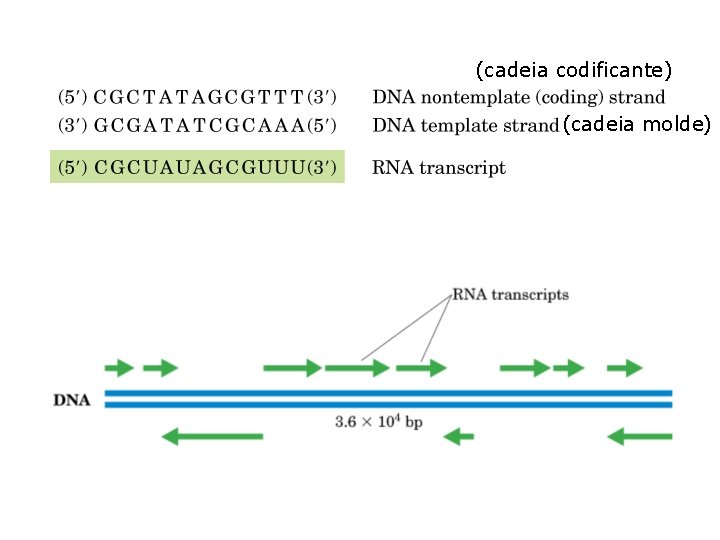 (cadeia codificante) (cadeia molde) 