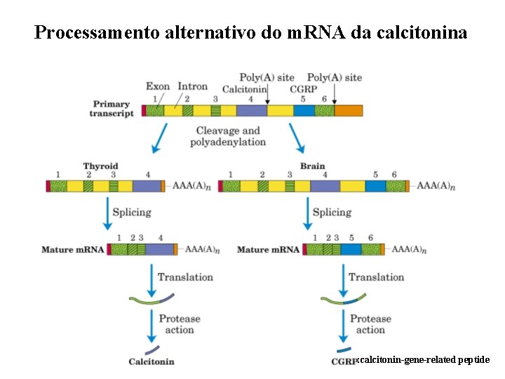 Processamento alternativo do m. RNA da calcitonina : calcitonin-gene-related peptide 