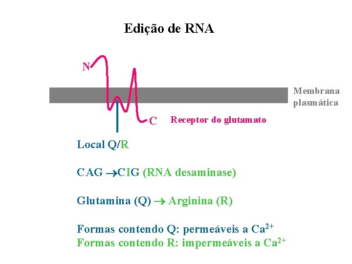 Edição de RNA N Membrana plasmática C Receptor do glutamato Local Q/R CAG CIG