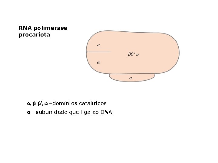 RNA polimerase procariota a, b, b’, w –domínios catalíticos s - subunidade que liga