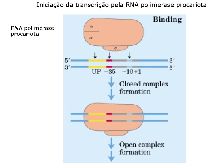 Iniciação da transcrição pela RNA polimerase procariota 