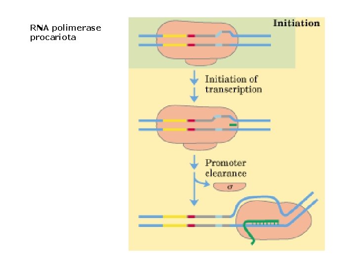 RNA polimerase procariota 