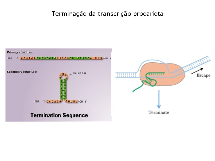 Terminação da transcrição procariota 