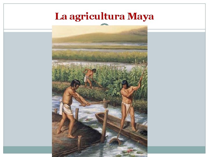 La agricultura Maya 